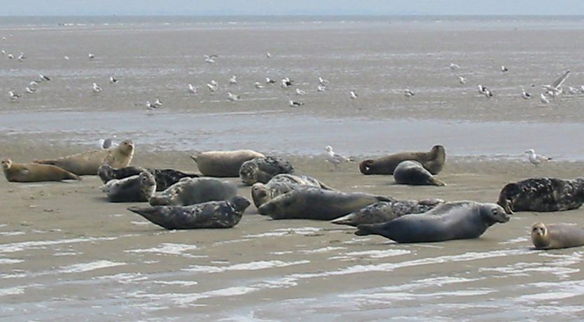 Photo of Wiringherlant Holiday Home 6