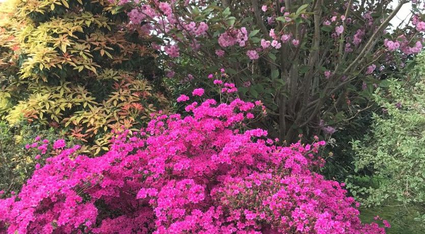 Photo of Aromatic Azalea