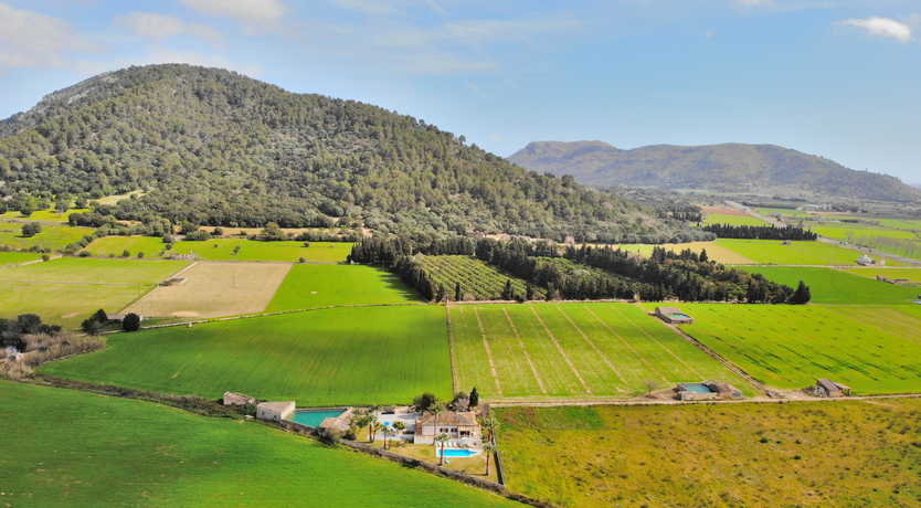 Photo of The Dancing Palm