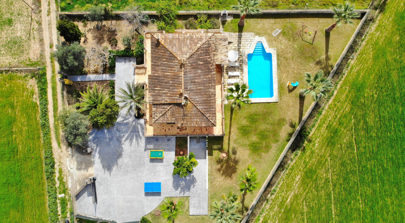 Photo of The Dancing Palm