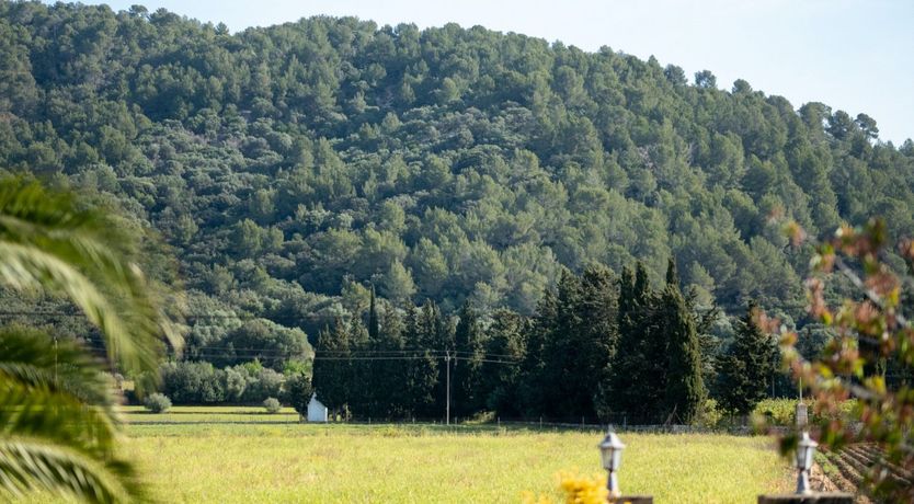 Photo of The Dancing Palm