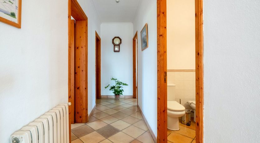 Photo of The Dancing Palm