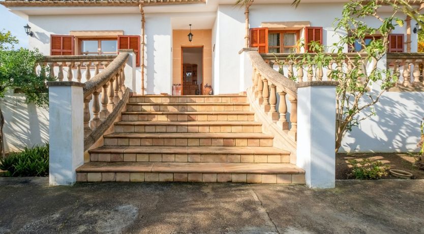 Photo of The Dancing Palm