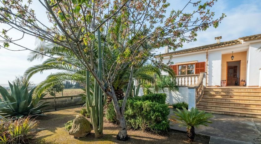 Photo of The Dancing Palm