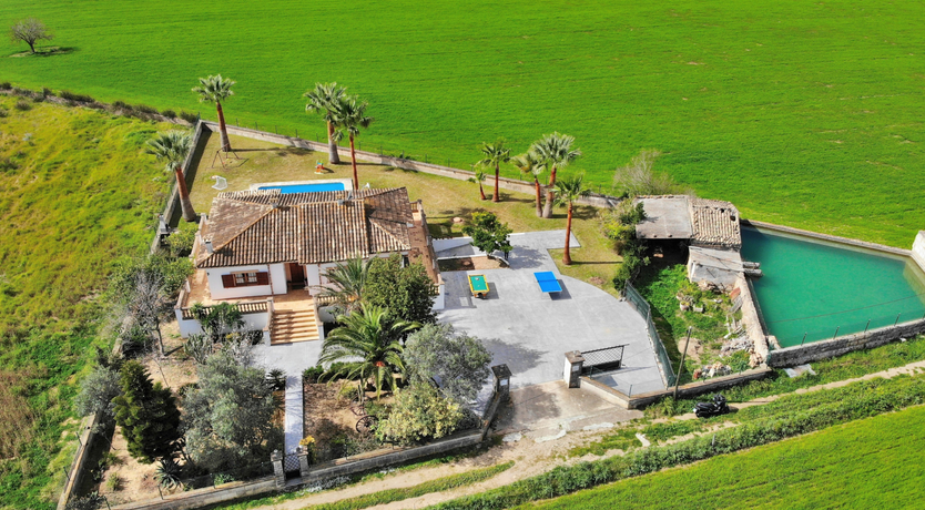 Photo of The Dancing Palm