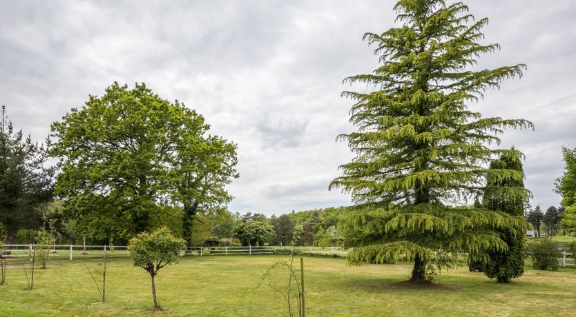 Photo of A Playful Character