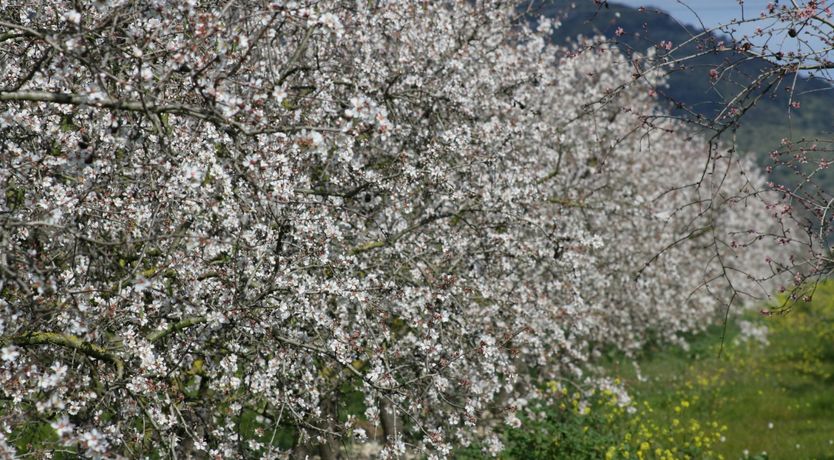 Photo of Hidden Hibiscus
