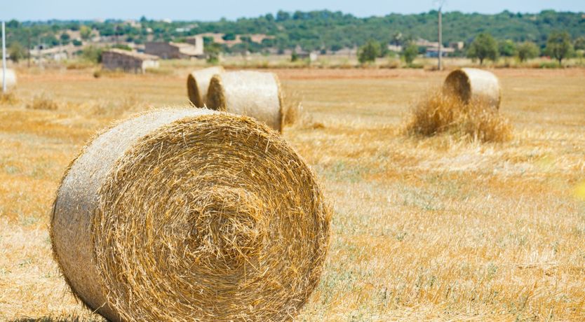 Photo of Hidden Hibiscus