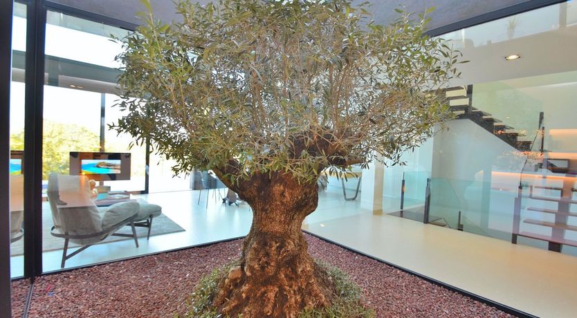 Photo of Olive Branches