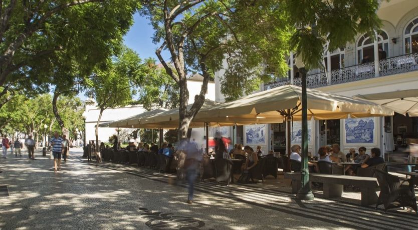 Photo of Yellow Mimosa