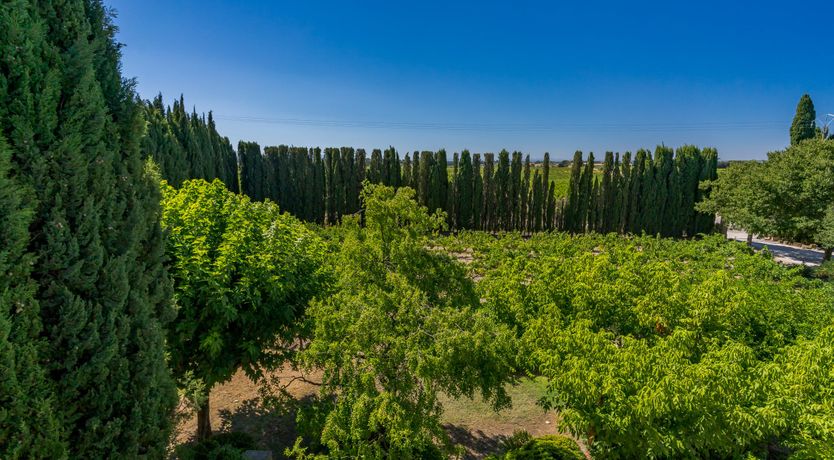 Photo of Tower of Ivy
