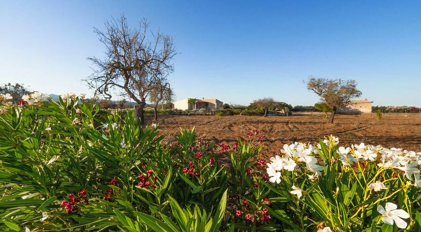 Photo of Twilight Tapestry