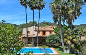 Photo of palm-tree-sway