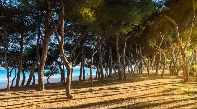 Photo of Beach Bonanza