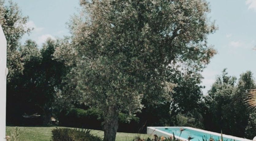 Photo of Minimalist Muse