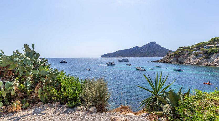 Photo of Bougainvillea Bolero
