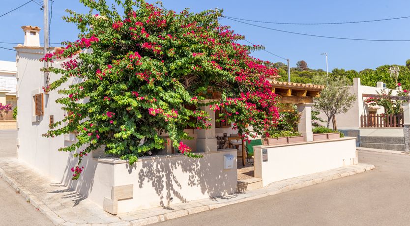 Photo of Bougainvillea Bolero