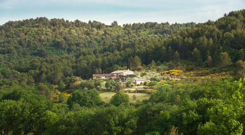 Photo of Entangled Vines