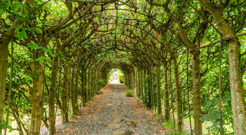 Photo of The Garden Glory