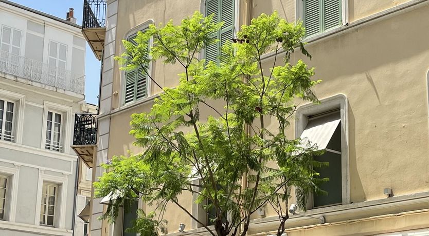 Photo of Ivory Sails