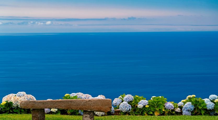 Photo of Hydrangea Hills