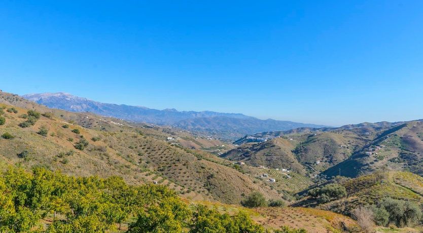 Photo of Spanish Sweet Pea