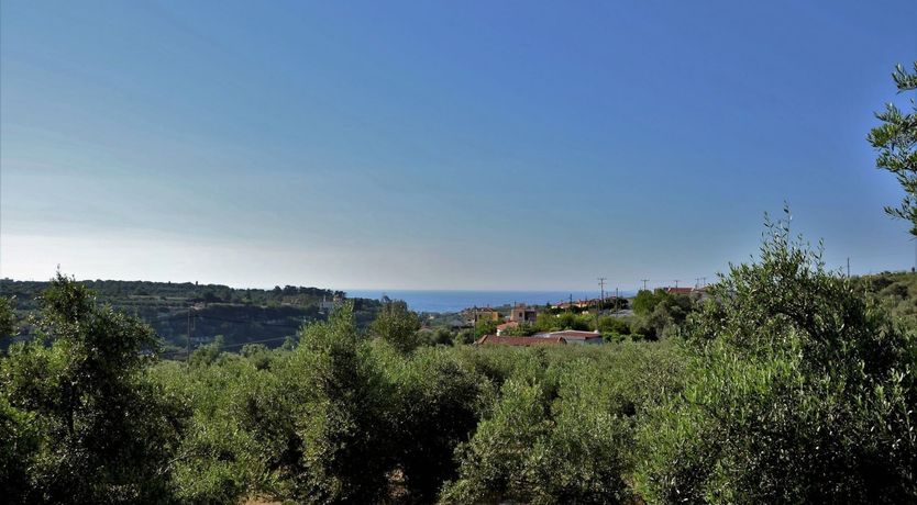 Photo of Amid Ancient Olive Groves