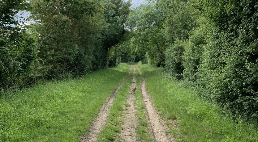 Photo of Woolmers Mead