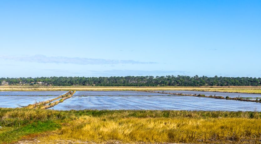 Photo of Beachy Boho