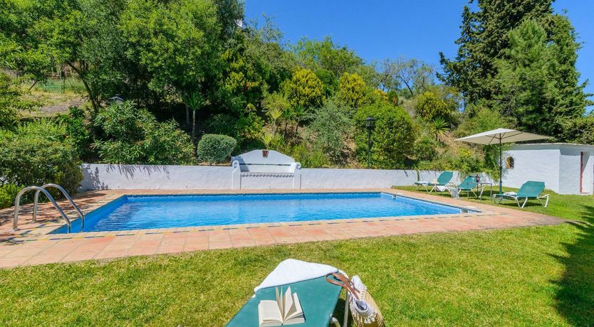 Photo of Wild Tulips