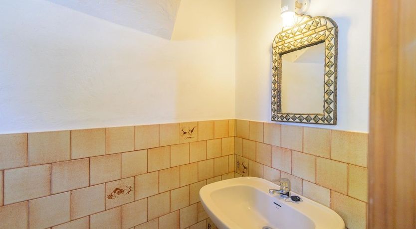 Photo of Wild Tulips