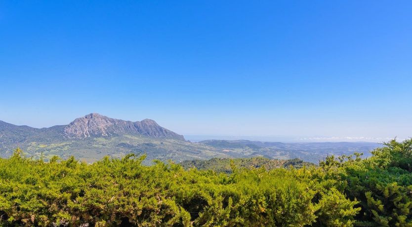 Photo of Wild Tulips