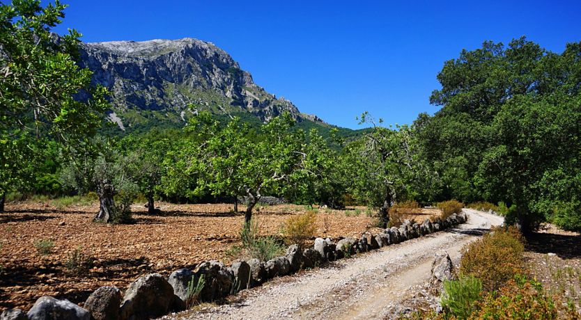 Photo of Meet Me in the Orange Grove