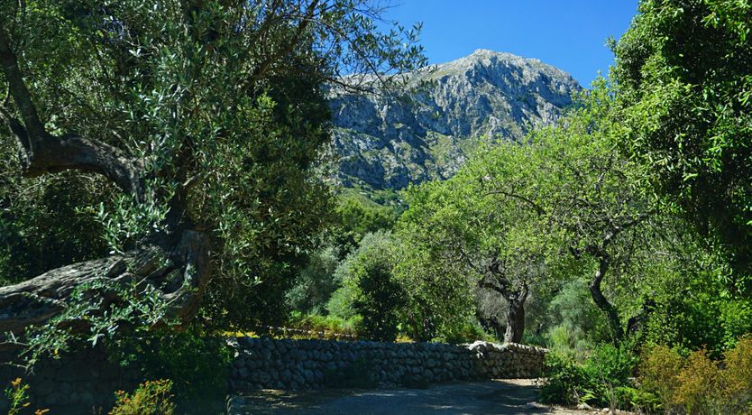 Photo of Meet Me in the Orange Grove