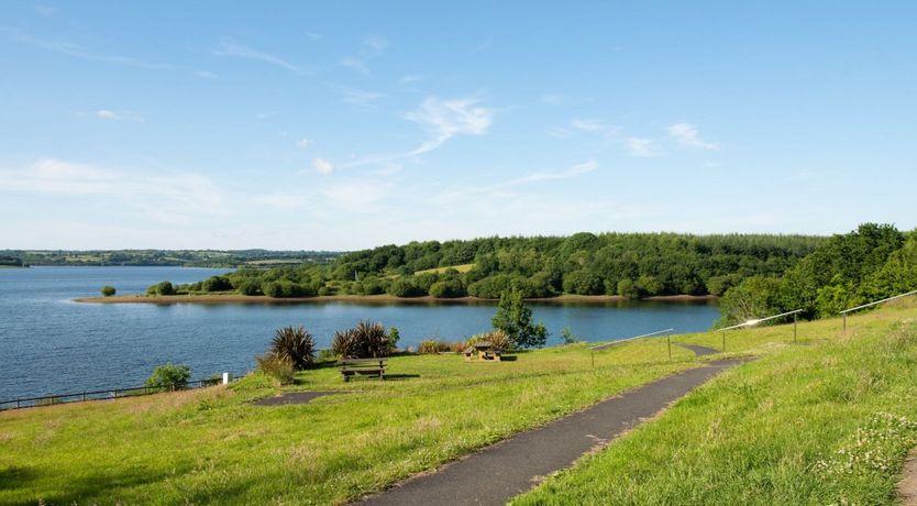 Photo of Woodland Daydream