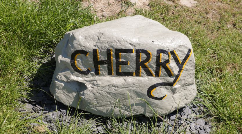 Photo of Cherry