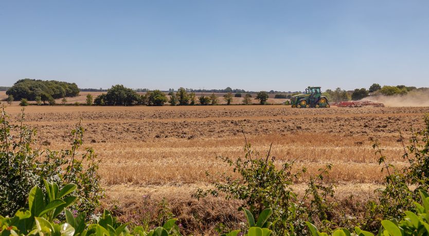 Photo of Reedgrass & Tallow