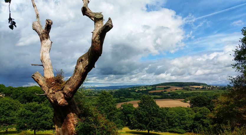 Photo of Olive Tree Cottage