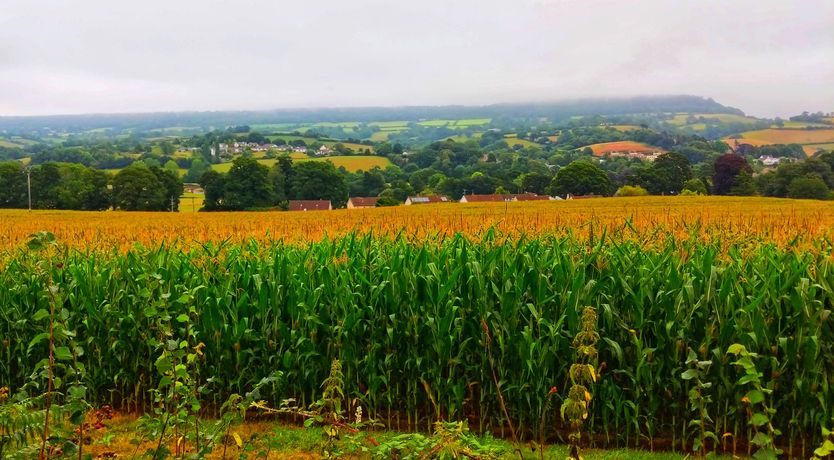 Photo of Olive Tree Cottage