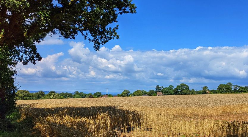 Photo of Olive Tree Cottage