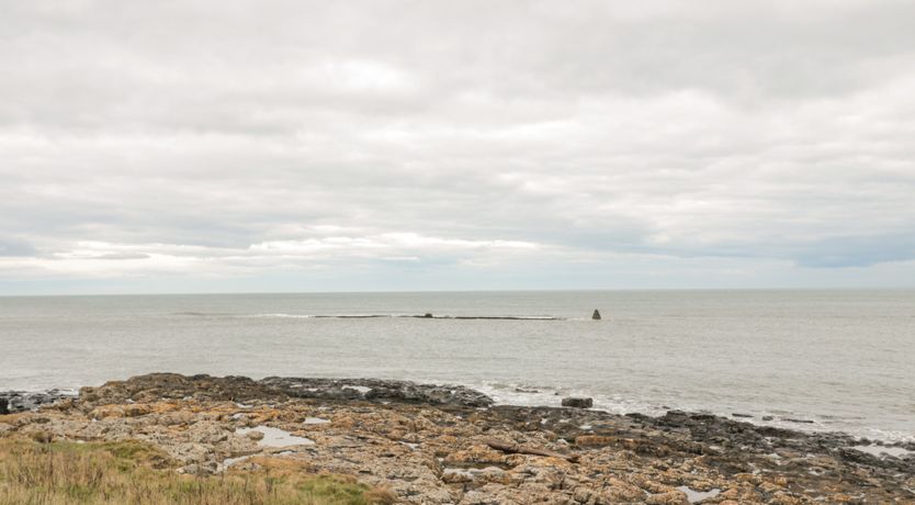 Photo of Summer Rose