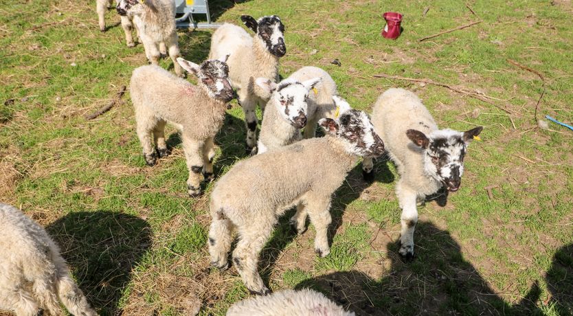 Photo of Churn Dash Cottage