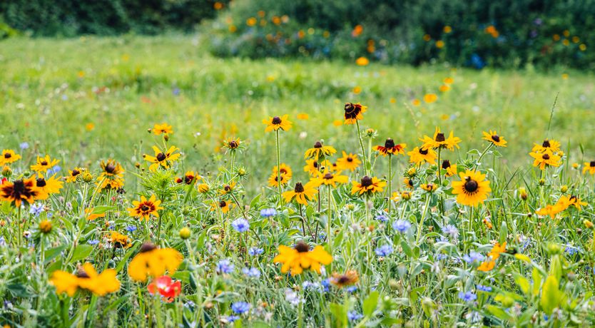 Photo of Veiko - Mayflower Meadow