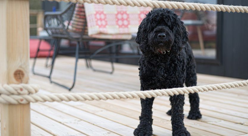 Photo of Murmur y Coed