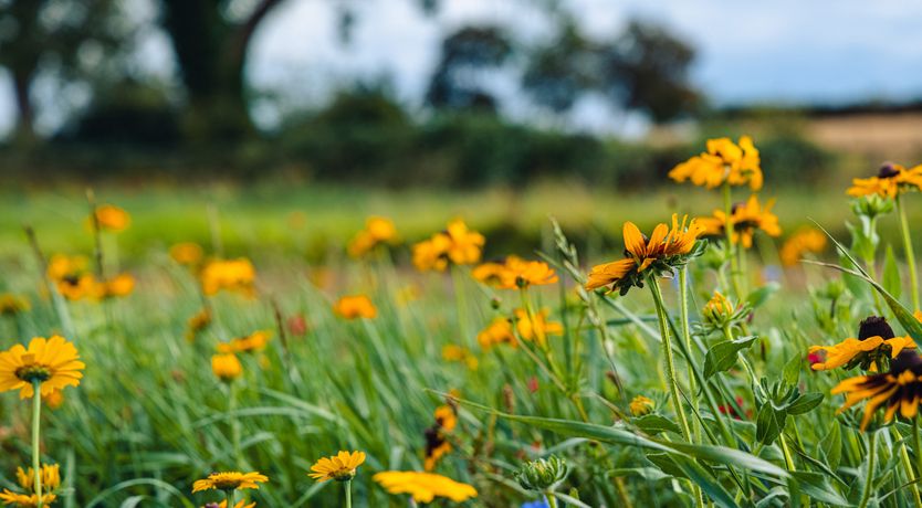 Photo of Andrus - Mayflower Meadow