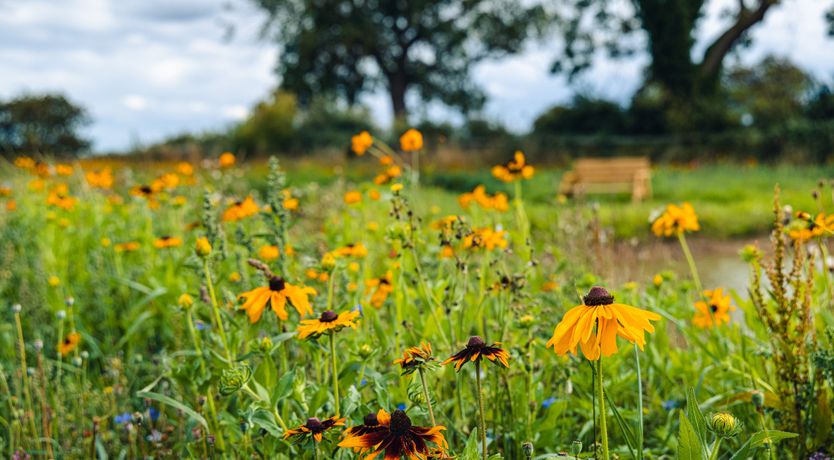Photo of Andrus - Mayflower Meadow