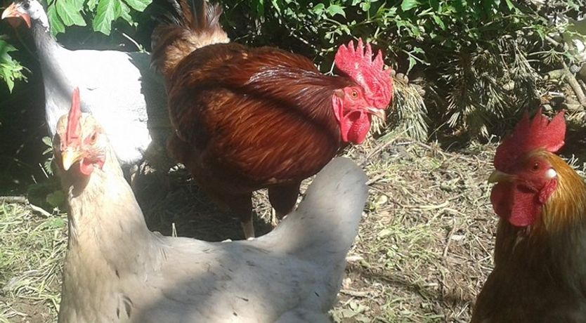 Photo of kilmokea Coach House/Gdn Suite