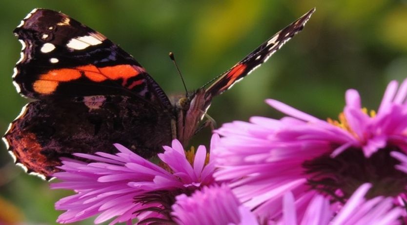 Photo of kilmokea Coach House/Gdn Suite