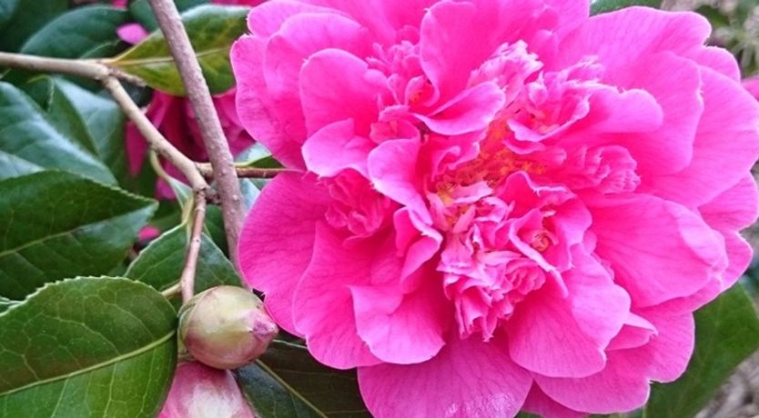 Photo of kilmokea Coach House/Gdn Suite