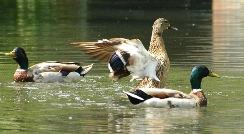 Photo of kilmokea Coach House/Gdn Suite